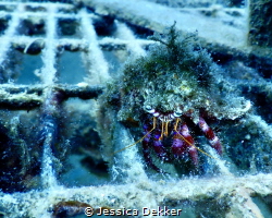 Crab at Nemo’s Science Garden in Noli, Italy by Jessica Dekker 